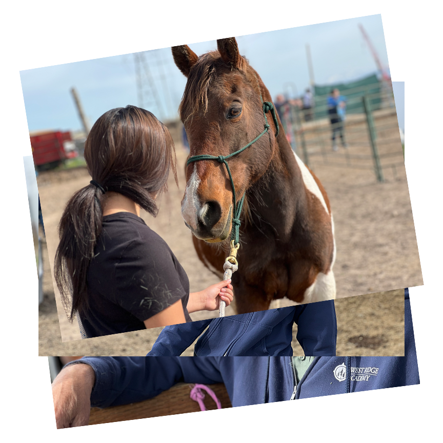 Equine Therapy